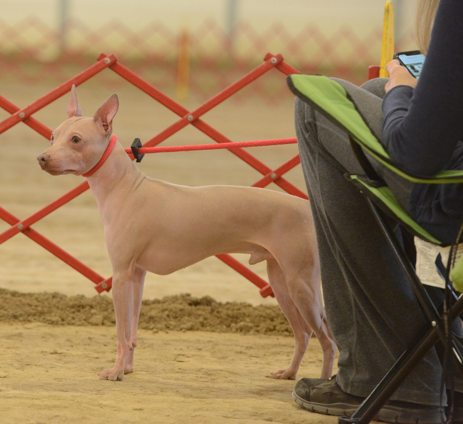 Danville Kennel Club Breeder Show